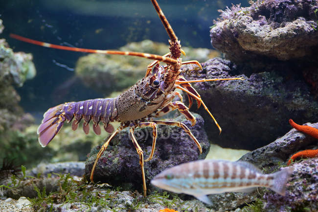 Lobster and fish in aquarium — Stock Photo