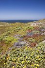 Flores selvagens costeiras da Califórnia com vista para o oceano — Fotografia de Stock
