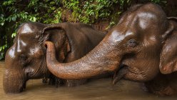 Um elefante faz cócegas a outro elefante — Fotografia de Stock