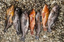 Fresh fish laying onbeach — Stock Photo