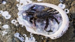 Crab in abelone shell — Stock Photo