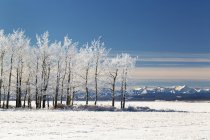 Los árboles escarchados en la nieve - foto de stock