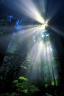 La lumière du soleil filtrant à travers la forêt — Photo de stock