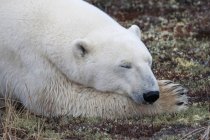Белый медведь спит — стоковое фото