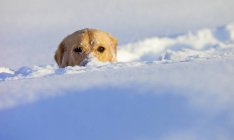 Perro enterrado en la nieve - foto de stock