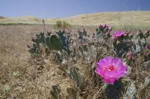 Un cactus en fleurs en voie de disparition — Photo de stock