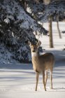 Giovane cervo nella neve — Foto stock
