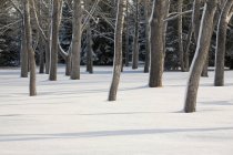 Bosque cubierto de nieve - foto de stock