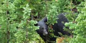 Urso negro selvagem — Fotografia de Stock