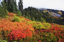 Hermosos colores de otoño - foto de stock