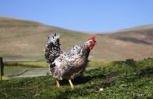 Rooster on mountain field — Stock Photo