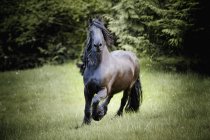 Скачущие по полю лошади — стоковое фото