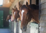 Cavalos de pé em barracas — Fotografia de Stock