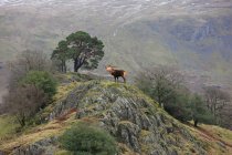 Elk standing on top of rock — Stock Photo