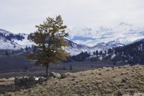 Árbol solitario en el lado de la montaña - foto de stock
