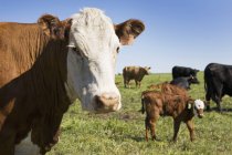 Mucca con vitello sullo sfondo — Foto stock