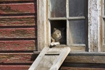 Летучая мышь, выглядывающая из окна — стоковое фото
