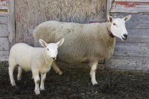 Dos ovejas madre y bebé - foto de stock