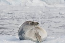 Тюленя лежить на льоду — стокове фото