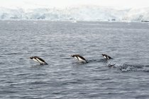 Gentoo penguins swimming — Stock Photo