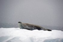 Seal on laying on iceberg — Stock Photo