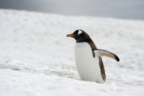 Gentoo penguin with outstretched wing — Stock Photo