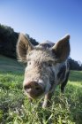 Свиня на трав'яному полі — стокове фото
