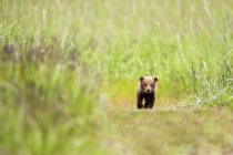 Urso marrom filhote andando — Fotografia de Stock