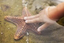 Mão tocando estrela do mar — Fotografia de Stock