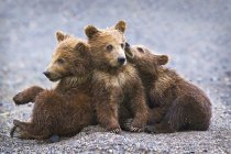 Медвежьи медведи — стоковое фото