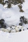 Eisbär und drei Junge — Stockfoto