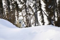 Oso polar mira fijamente a la cámara - foto de stock