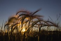 Трава с сияющим солнцем — стоковое фото