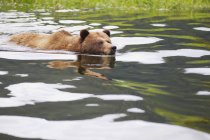 Urso pardo nadando na água — Fotografia de Stock