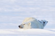 Two polar bears — Stock Photo