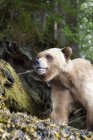Grizzlybär läuft — Stockfoto