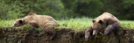 Медведь гризли отдыхает — стоковое фото