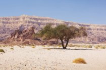 Acacia tree in landscape — Stock Photo