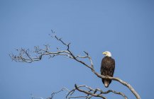 Bald eagle rests — Stock Photo