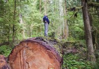 Un homme d'âge moyen randonnant dans une forêt forestière sur l'île de Vancouver ; Colombie-Britannique, Canada — Photo de stock