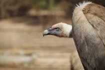 Griffon vautour à la recherche — Photo de stock