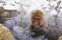 Macaco japonês embebe — Fotografia de Stock