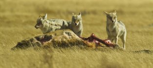 Coyotes around carcass — Stock Photo