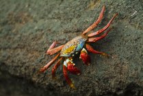 Sally lightfoot crab — Stock Photo