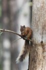 Eichhörnchen sitzt auf Baum — Stockfoto