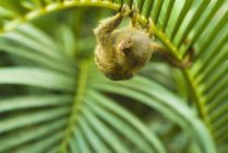Pygmäenäffchen auf Zweig — Stockfoto
