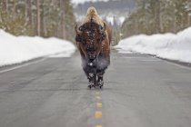 Buffalo walking down — Stock Photo