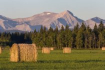 Hay bales in field — Stock Photo