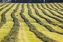 Field of freshly mowed hay forms — Stock Photo