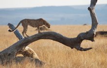 Cheetah walking on tree — Stock Photo